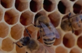 Why Should You Buy Bee Pollen and Raw Wildflower Honey?