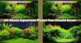 Best Aquarium Light Tips For 2022 || Aqua Products BD