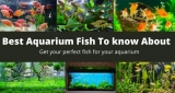 Aquarium Fish Pros & Cons In 2022 || Aqua Products BD