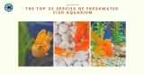 The top 25 species of freshwater fish aquarium